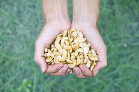 beautiful hands holding fresh roasted cashew nuts on green backgroundの写真素材