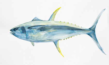 yellow fin ocean tuna fish hand drawn with watercolorsの写真素材