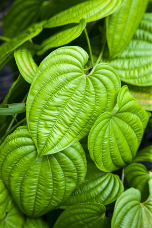 beautiful green foliage