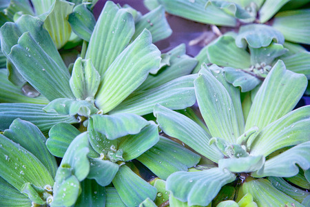 soft green leaves with water droplets natural backgroundの写真素材
