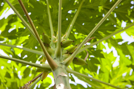 young papaya tree, fresh green natural backgroundの写真素材