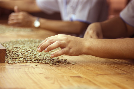green raw coffee beans being sorted out by young womenの写真素材