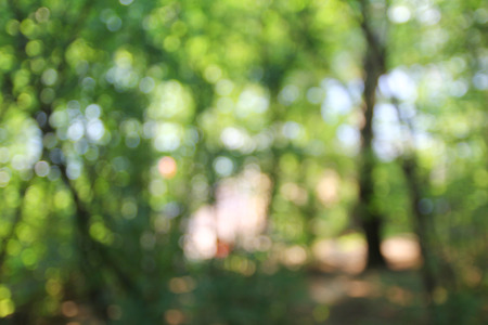 abstract summer photo background with nice bokeh and green forestの写真素材