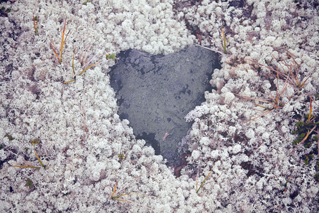 natural background with heart-shape stone in white lichenの写真素材