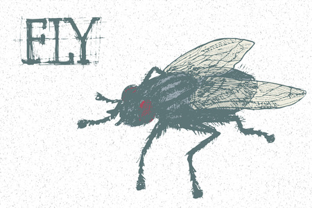hand drawn vector insect - angry and dirty huge flyのイラスト素材