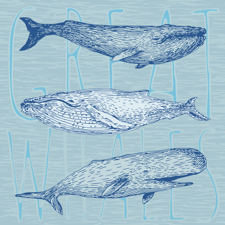 Set of hand drawn vector illustrations of giant whalesのイラスト素材