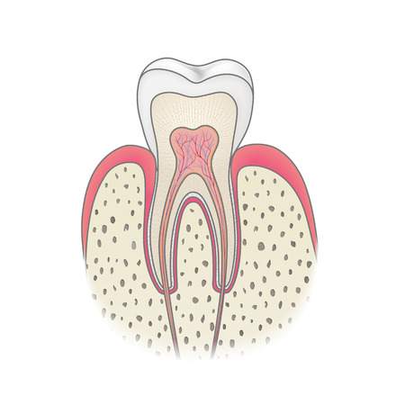 Healthy white tooth vector illustration, detailed anatomyのイラスト素材