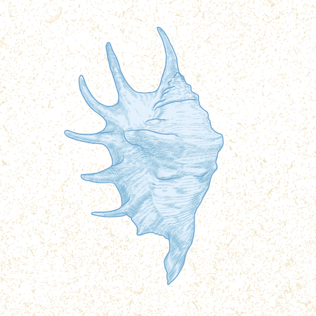 single seashell hand drawn vintage vector illustrationのイラスト素材