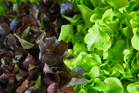 fresh picked salad leaves as a fine natural organic backgroundの写真素材