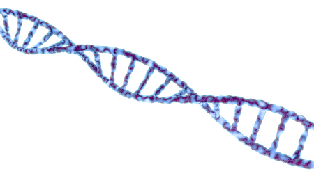 Single DNA molecule spiral isolated on whiteの写真素材