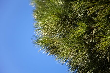 Beautiful natural background with green needles against blue skyの写真素材
