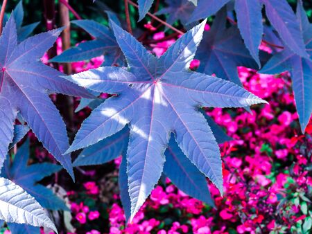 colorful natural background with exotic blue leavesの写真素材