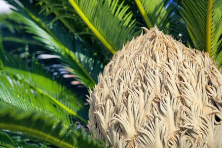 Natural background with flowering exotic plant close-up viewの写真素材