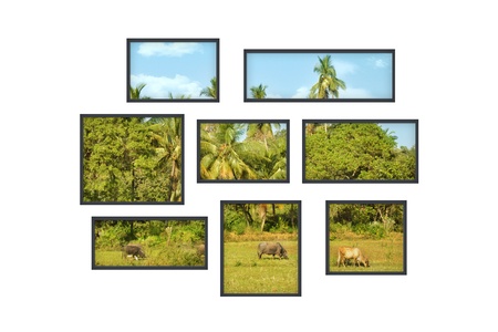 composition of several isolated windows of different size on a white wall with a view on a jungle landscapeの写真素材