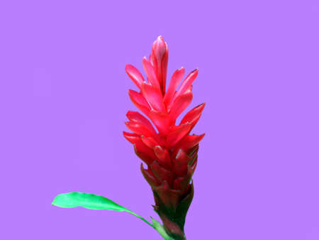              purpleの写真素材