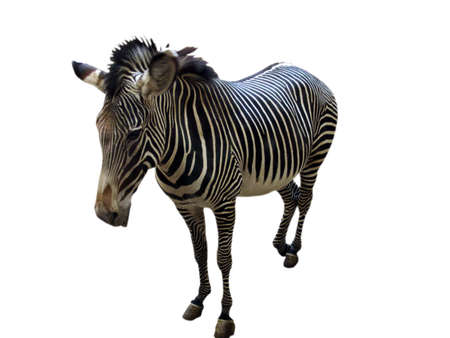                                zebraの写真素材