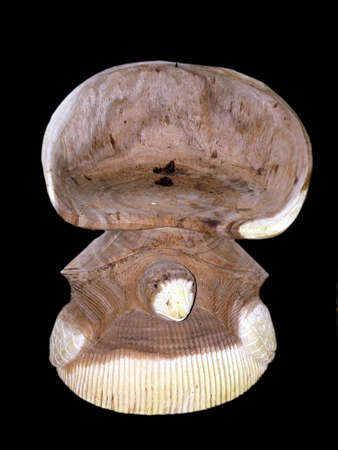                       Turtle chairの写真素材