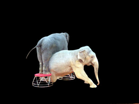 elephants in circusの写真素材