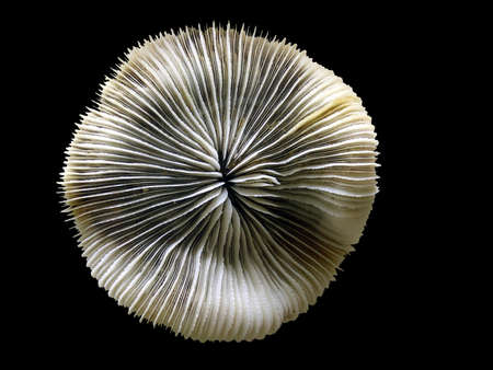 coral on the black backgroundの写真素材