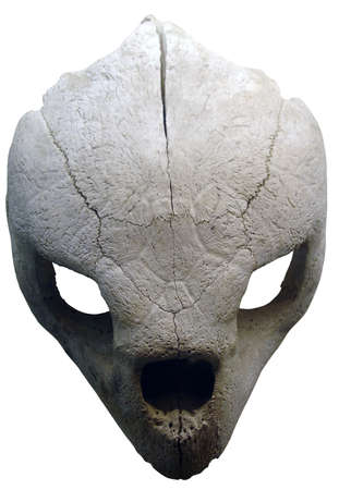 ugly headの写真素材