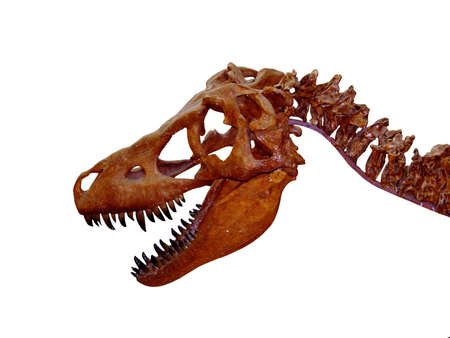 giant reptile's headの写真素材