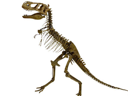 the skeleton of the dinosaurの写真素材
