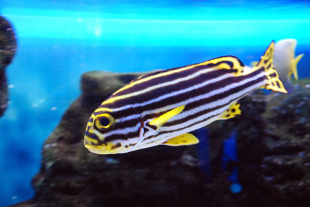 striped fishの写真素材