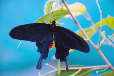 buuterfly in greenhouseの写真素材