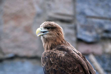 head of the eagleの写真素材