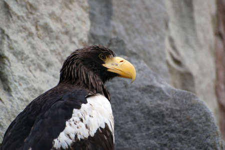 sea eagle