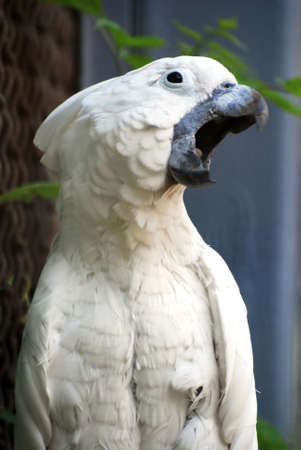 cockatooの写真素材