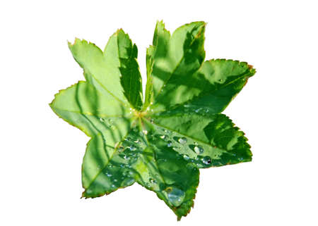 leaf with water dropsの写真素材