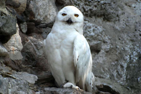 polar owlの写真素材