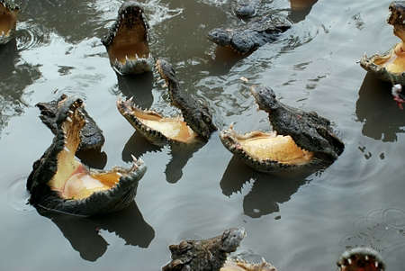 hungry crocodilesの写真素材