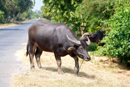 buffalo on the road