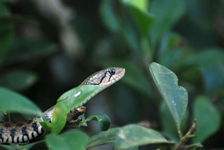 small snakeの写真素材