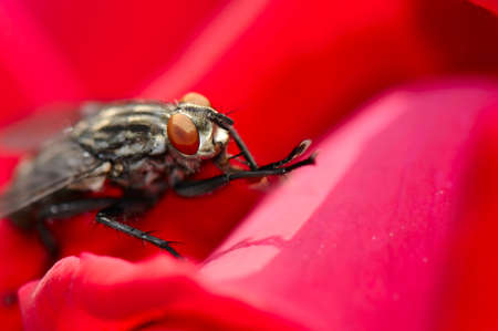 the fly on the flowerの写真素材