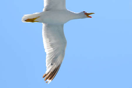 seagull