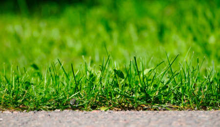 the grassの写真素材