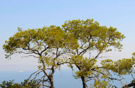the tree over the seaの写真素材