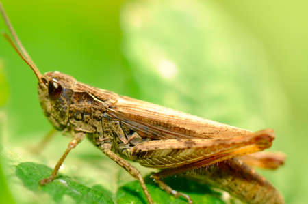 the grasshopperの写真素材