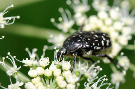 the beetle on the flowerの写真素材