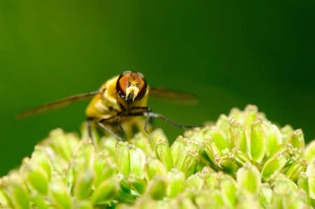 the bee on the flower