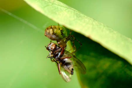spider eating a flyの写真素材
