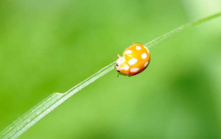 the ladybirdの写真素材