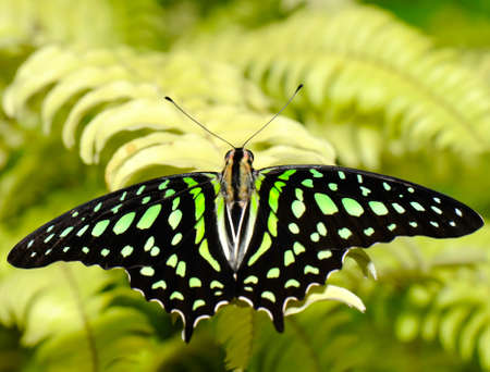 the butterfly - graphium agamemnonの写真素材