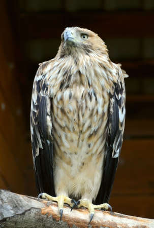 the bird of prey - long-legged buzzardの写真素材
