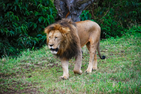 the lionの写真素材