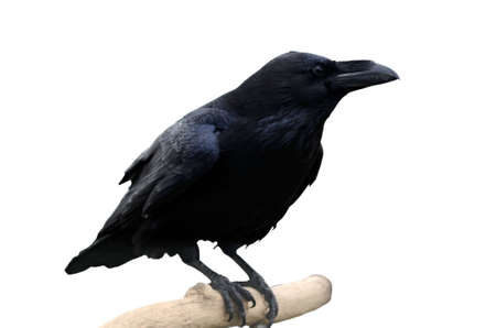 the crowの写真素材