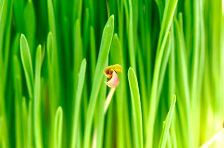 the grass close-upの写真素材